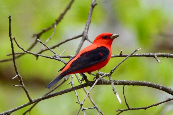 scarlet tanager