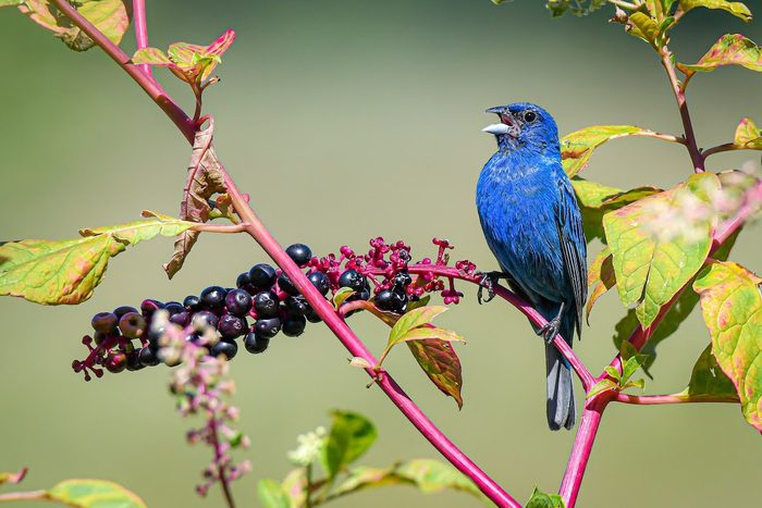 indigo bunting