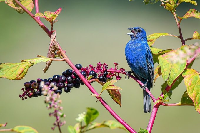 indigo bunting