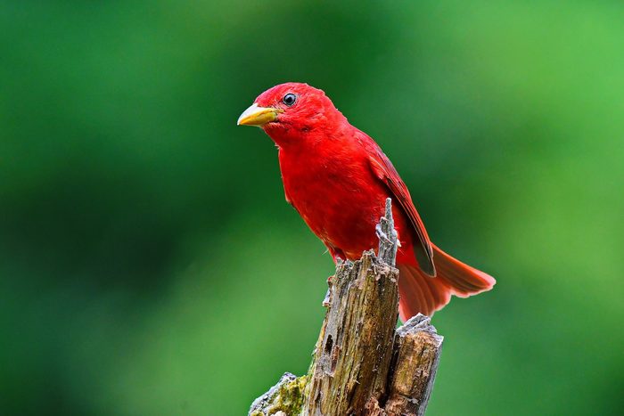 summer tanager