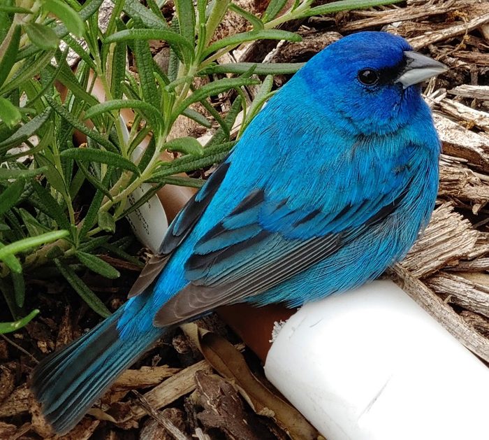 indigo bunting