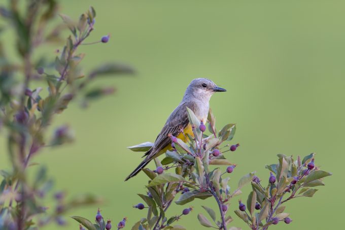 western kingbird