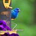 Attract Indigo Buntings With Their Favorite Foods