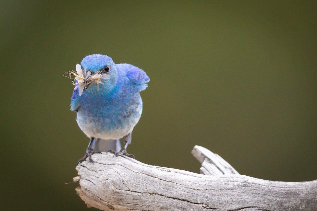 mountain bluebird