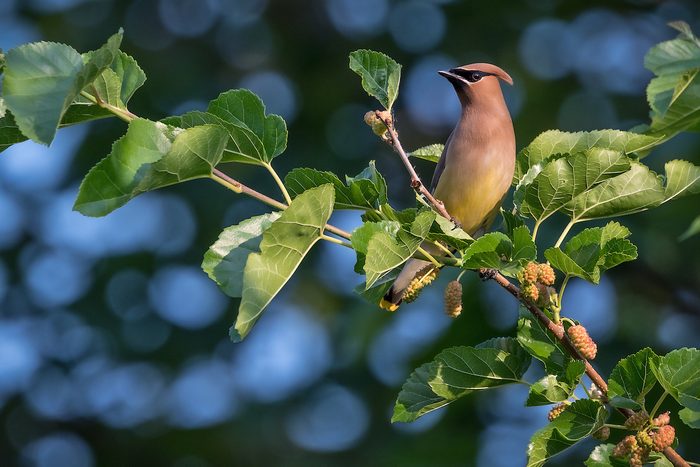 cedar waxwing