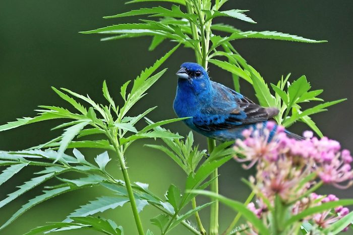 indigo bunting