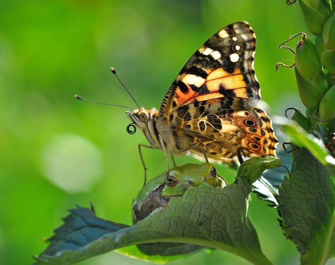 painted lady butterfly