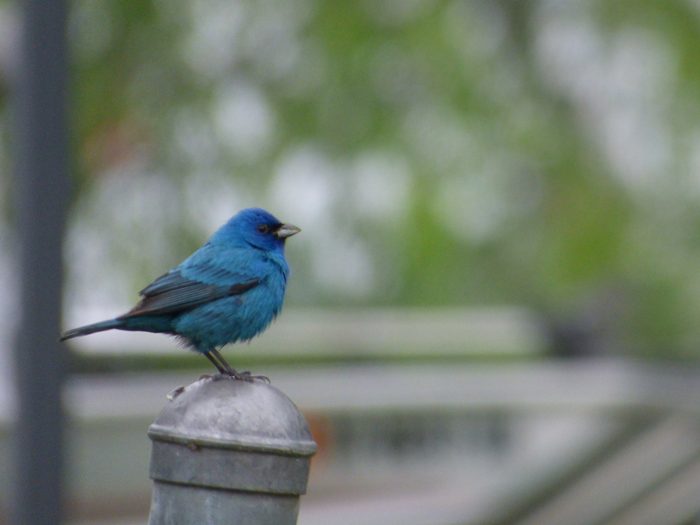 indigo bunting