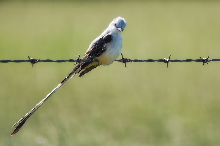 scissor-tailed flycatcher