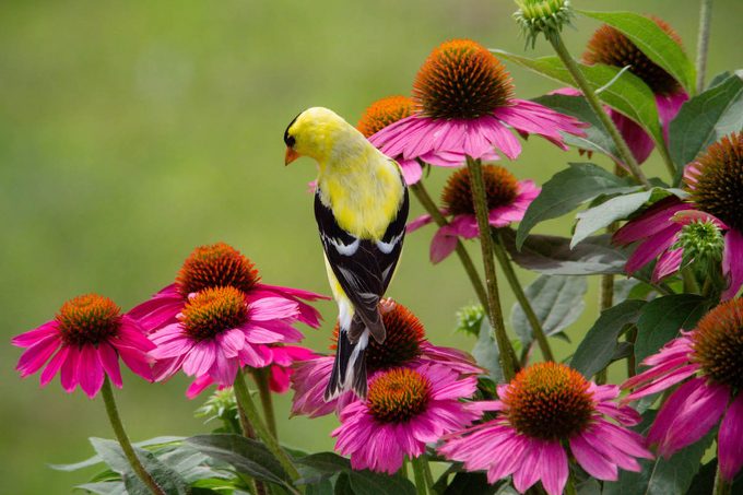 protect the birds, goldfinch