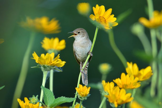 house wren