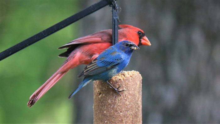 indigo bunting and cardinal