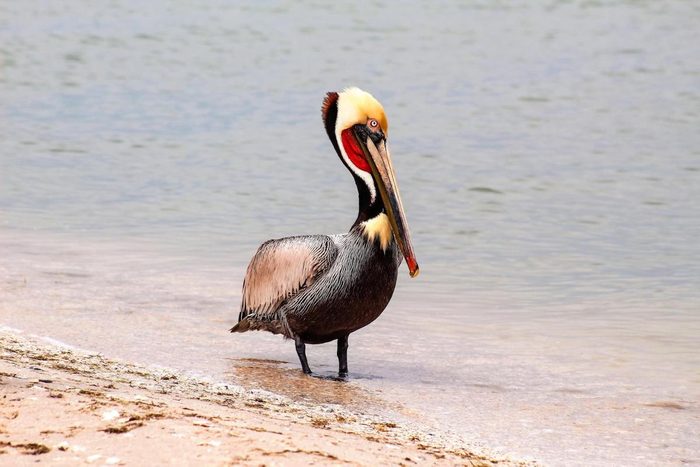 Pelican on beach
