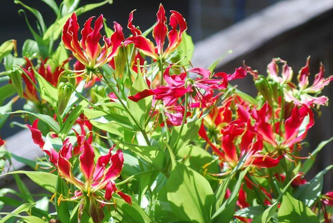 gloriosa lily