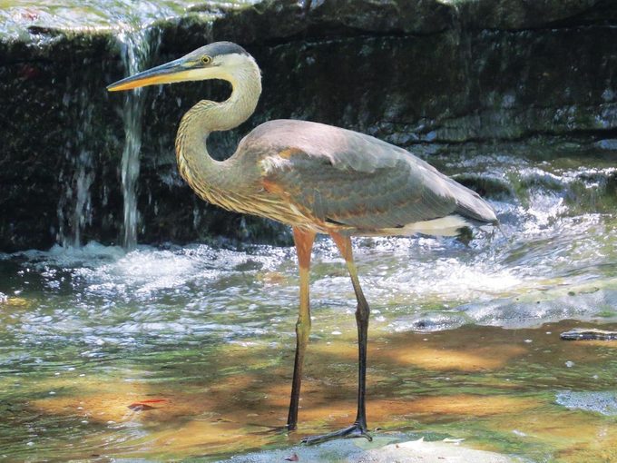 Great blue heron standing in water