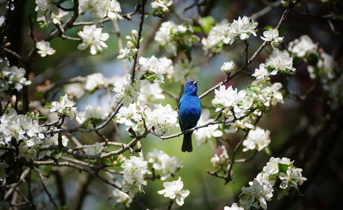 indigo bunting