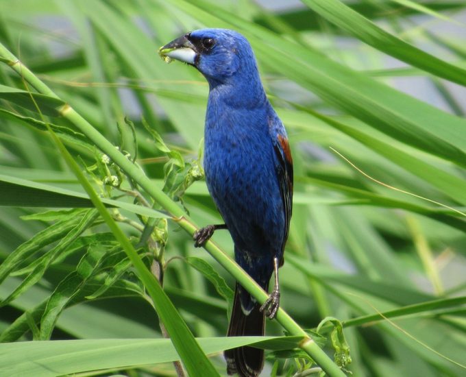 blue grosbeak