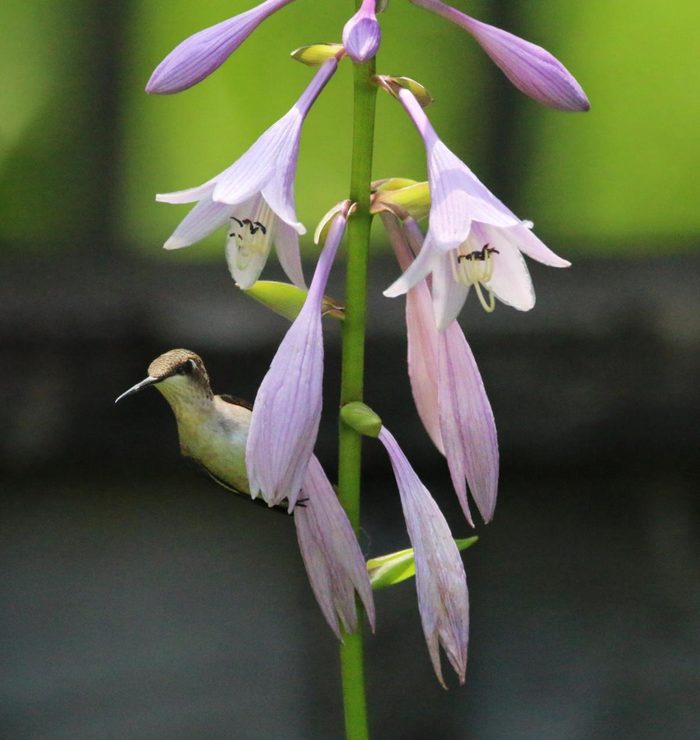 Hummingbird on hosta flowers