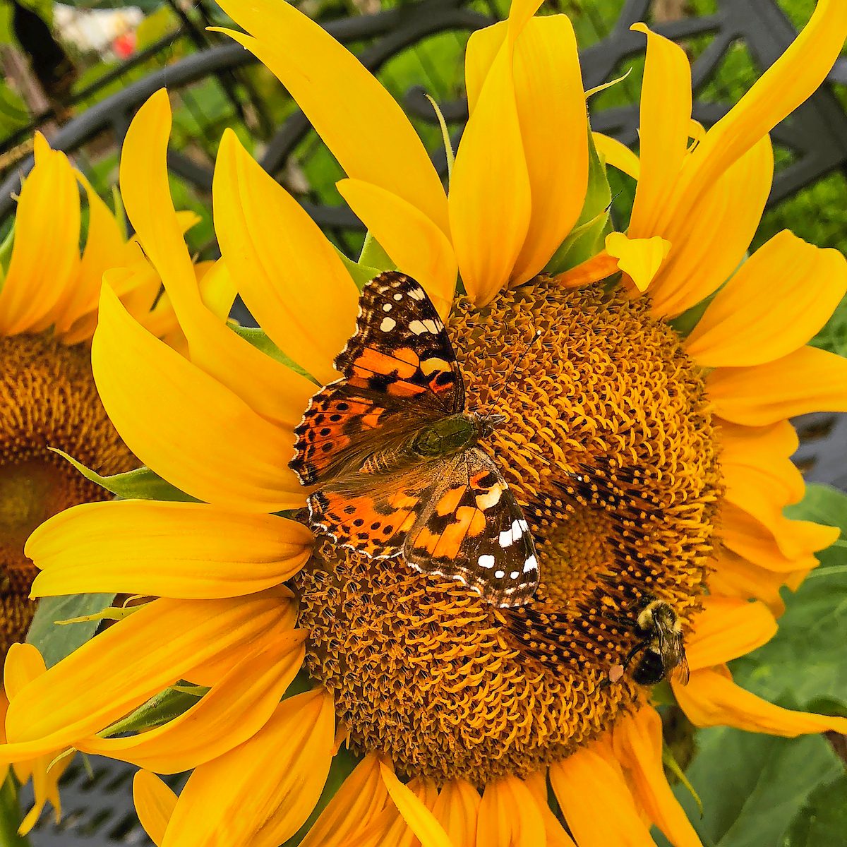 painted lady butterfly
