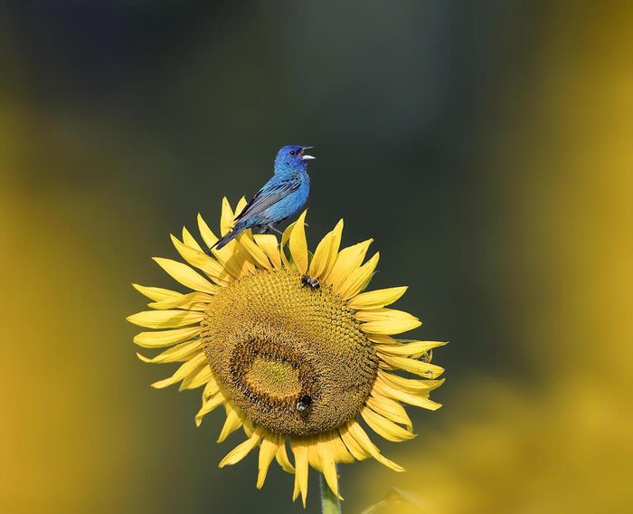 Indigo bunting on sunflower