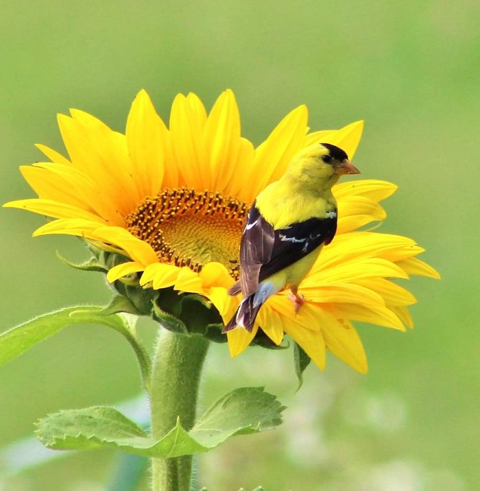 Taken In My Sister's Garden In Central Wisconsin; August 2018.