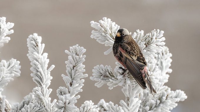 Meet the Rosy Finch (and Learn the Best Place to See One)