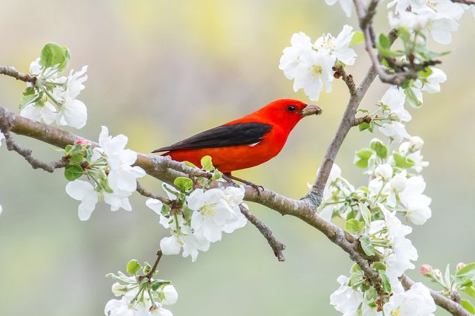 scarlet tanager eating insect