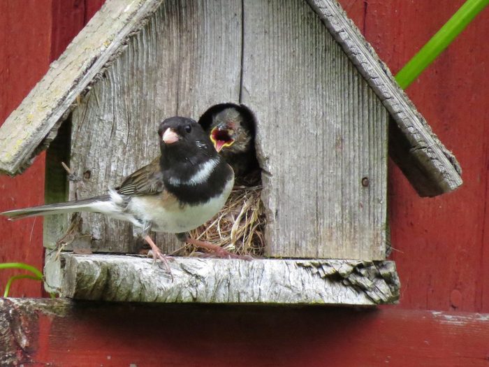 leucistic junco