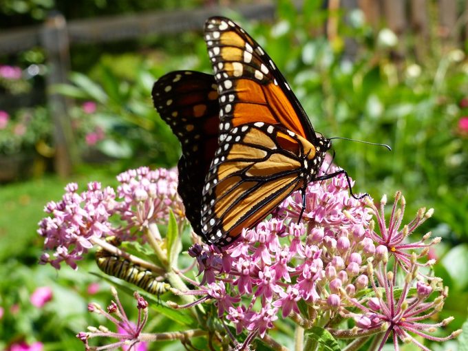 swamp milkweed