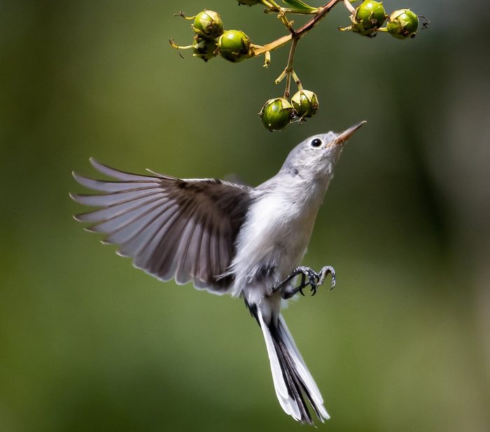 blue gray gnatcatcher