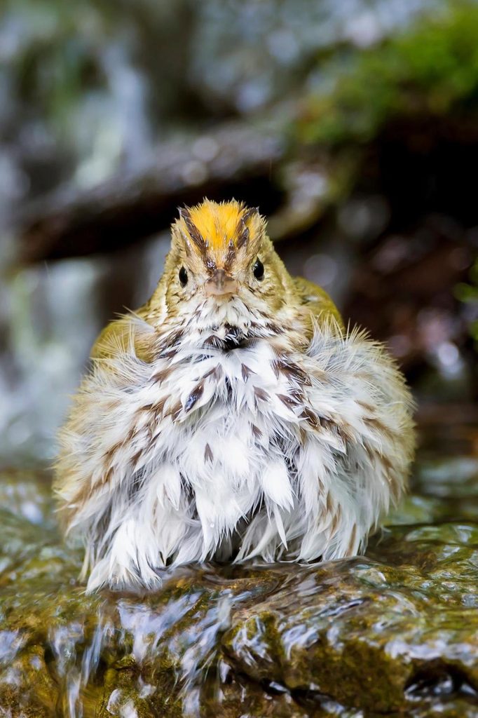Ovenbird