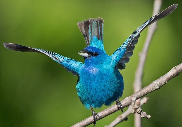indigo bunting birds