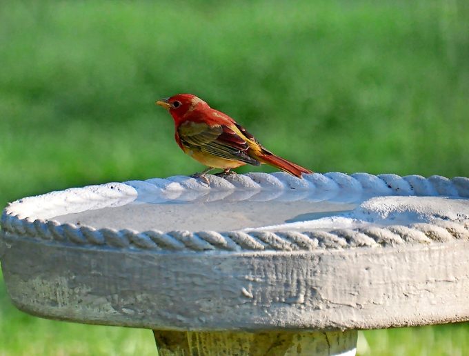juvenile summer tanager