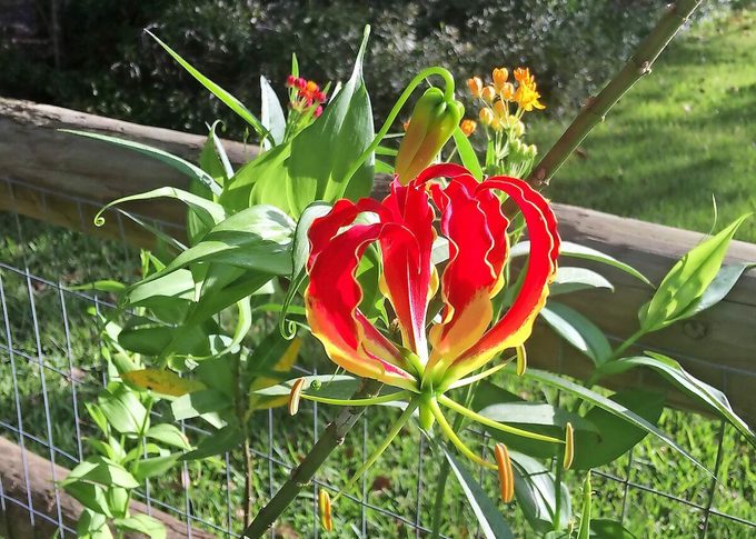 Gloriosa lily