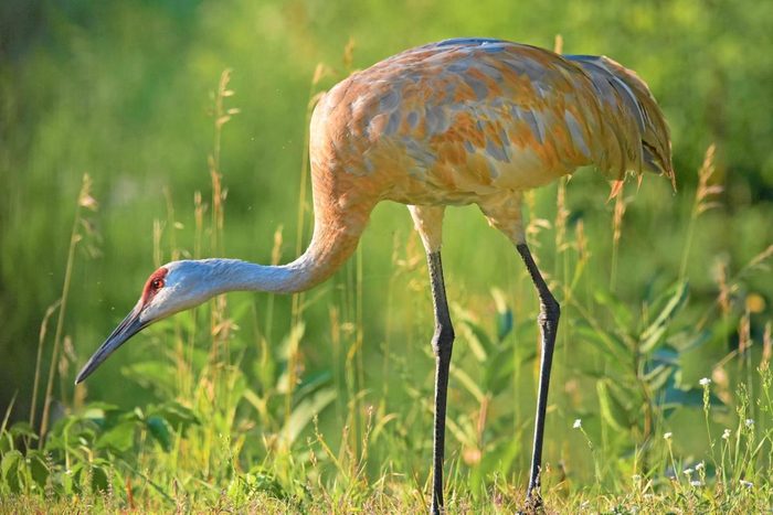 Sandhill crane