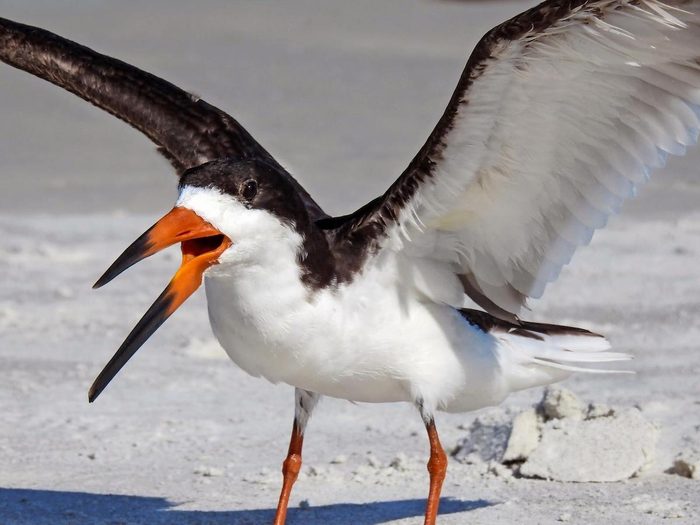Skimmer on the beach