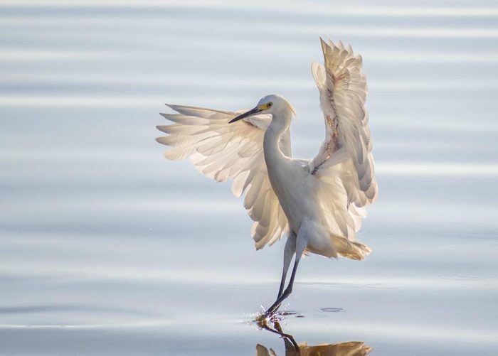 Snowy egret landing