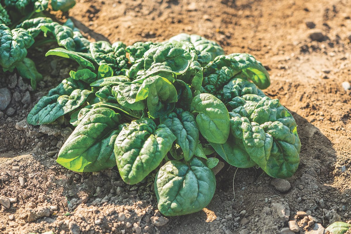 Equinox spinach