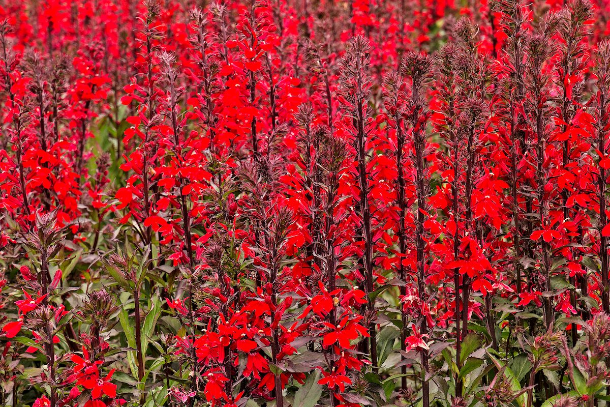 Fanscarletlobelia