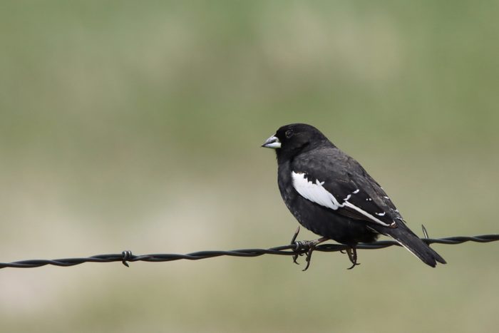 Wild lark bunting perched on barbed wire fence Pawnee National Grasslands Colorado