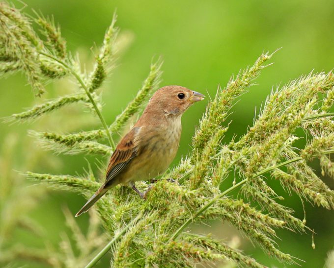 Indigo Bunting (Passerina cyanea) female/immature male eating seeds from the grass