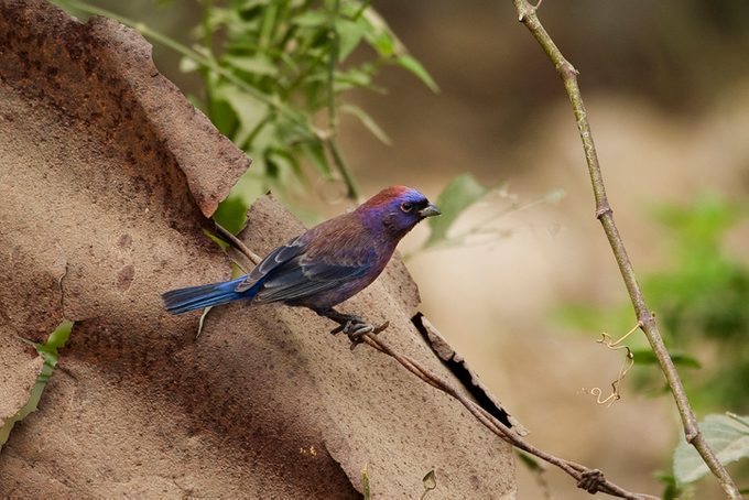 Varied Bunting (Passerina versicolor)