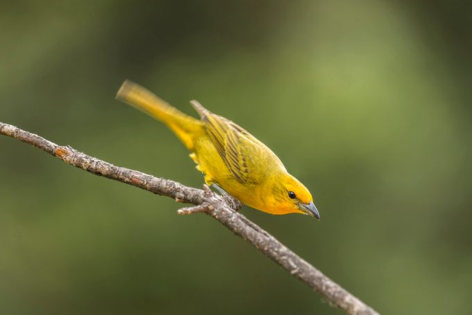 Hepatic tanager (Piranga flava)