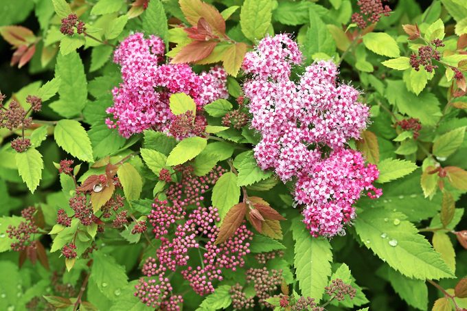 Pwspiraea Double Play Big Bang