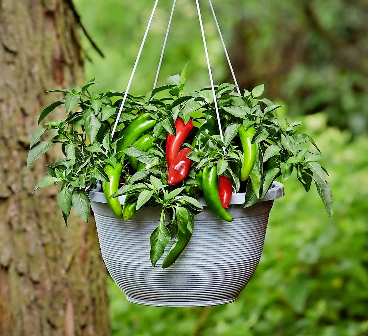 Pepper Pot A Peno Scaled 1097x1536 0001