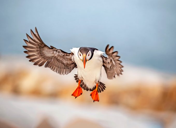 puffins in Maine