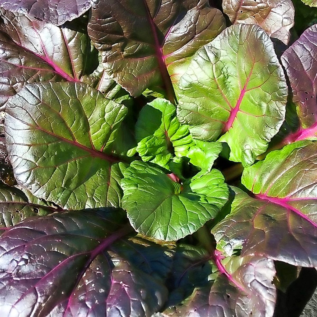 Rainbow Tatsoi Image