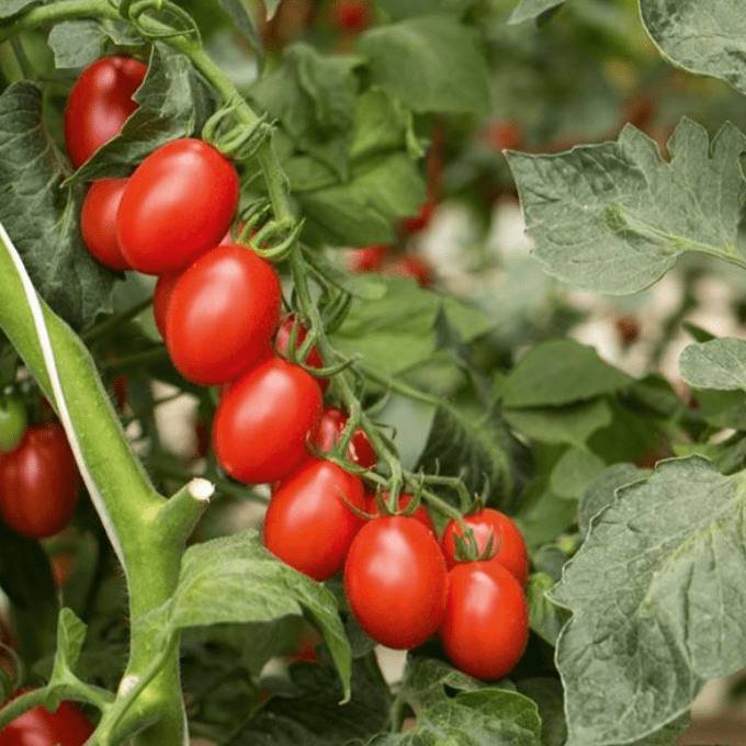 tasti-wee tomato