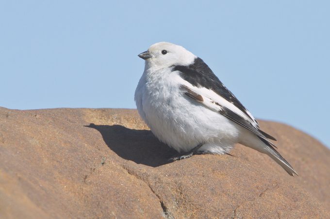 Snow Bunting (plectrophenax Nivalis)