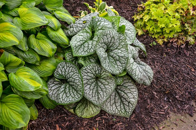 Brunnera Jack Of Diamonds Apj17 2